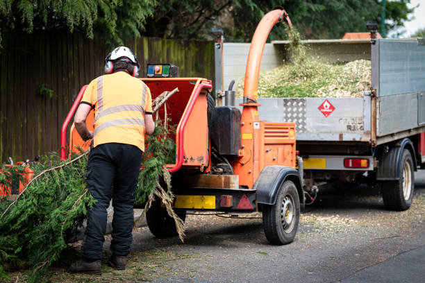 Best Sod Installation  in USA